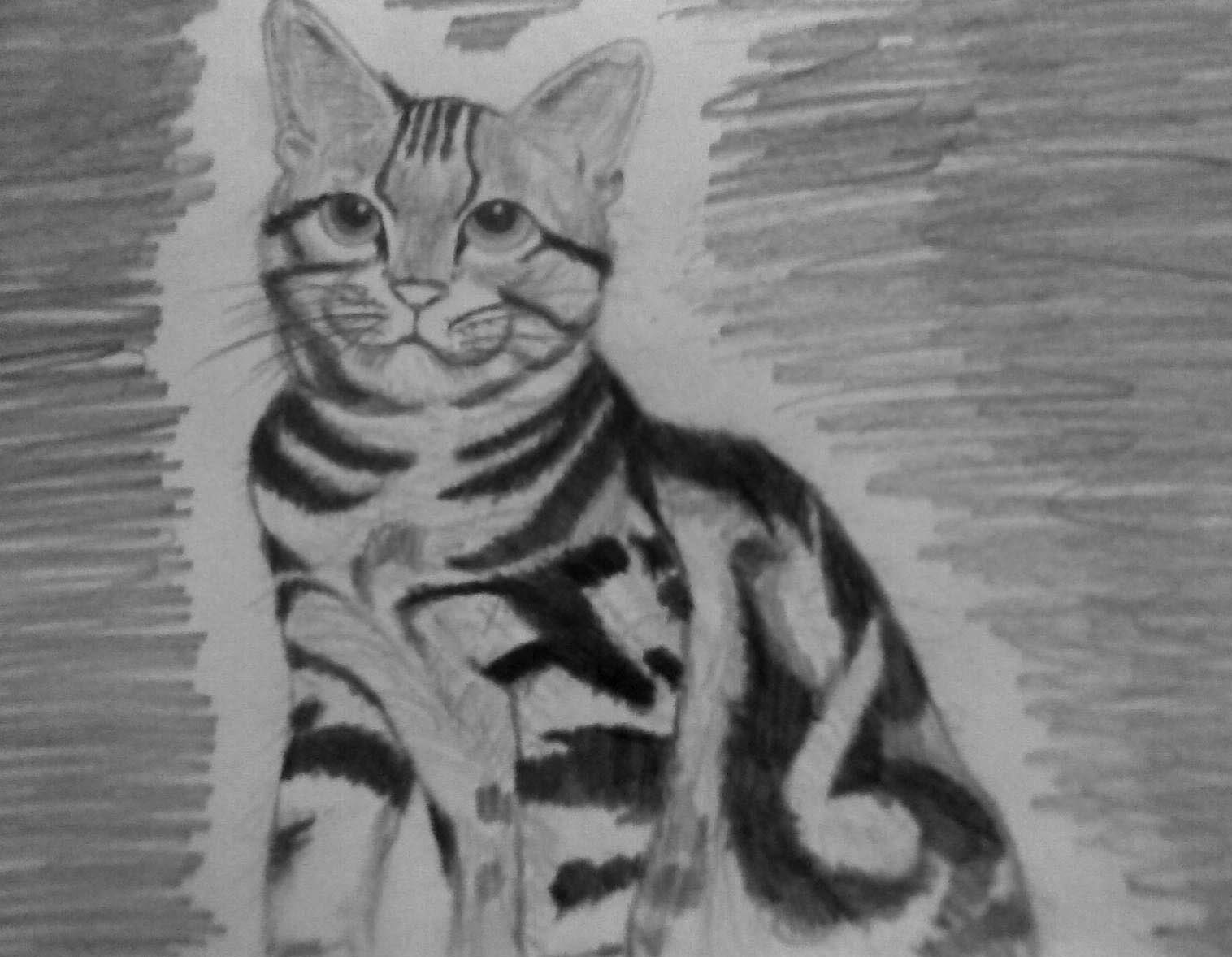 Gambar Kucing Sketsa Gambar Anak Kucing Usia 1 Bulan YWj
